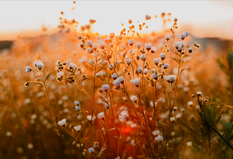 Barefoot Faerie Botanicals