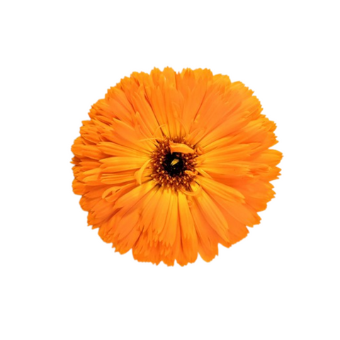 Calendula Oil