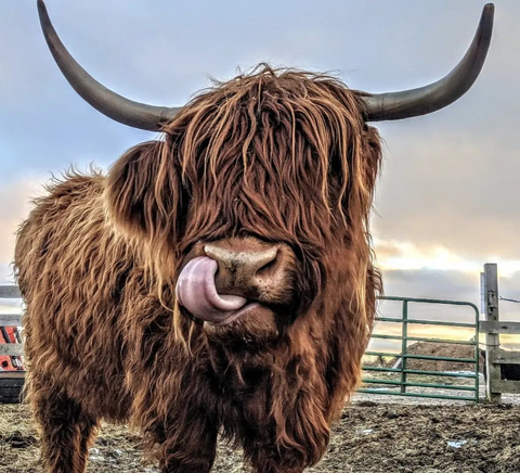 Honoring Rosie Red: A Farmer's Tribute to their Beloved Highland Cow