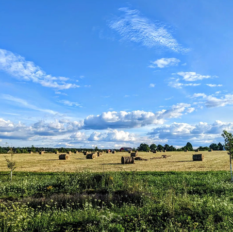 The Importance of Seizing the Moment: Understanding 'Make Hay While the Sun Shines'