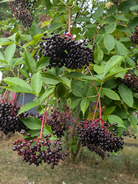 Botanical Elderberry Syrup