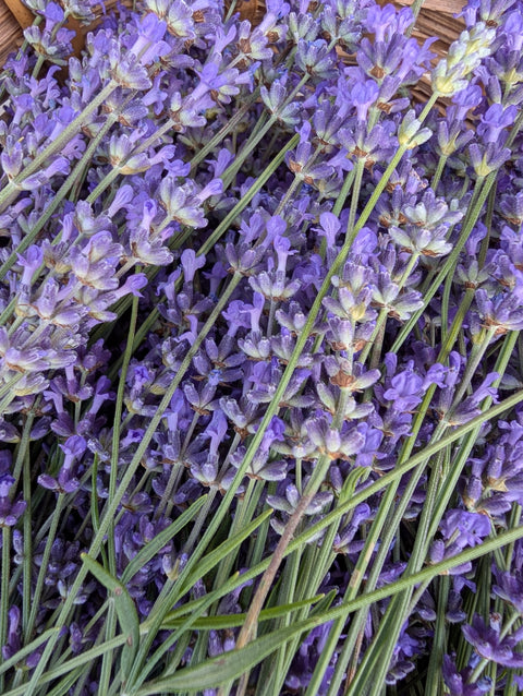 Hydrosol - Botanical Floral Waters