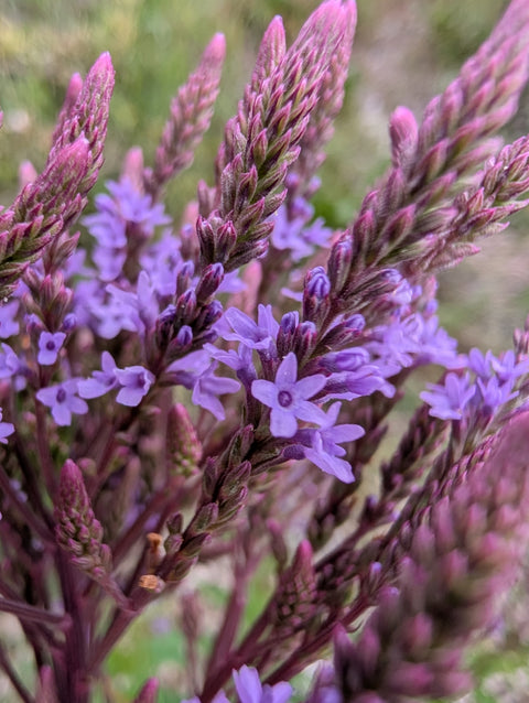 Blue Vervain (dried)