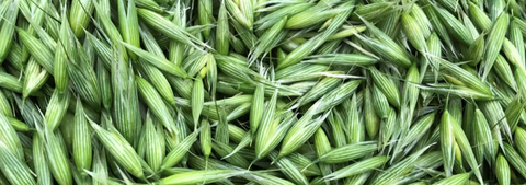 Milky Oats (Avena Sativa)